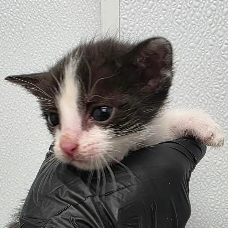 A baby small-sized male Black Domestic Short Hair cat named Asphalt for adoption in Abilene, TX