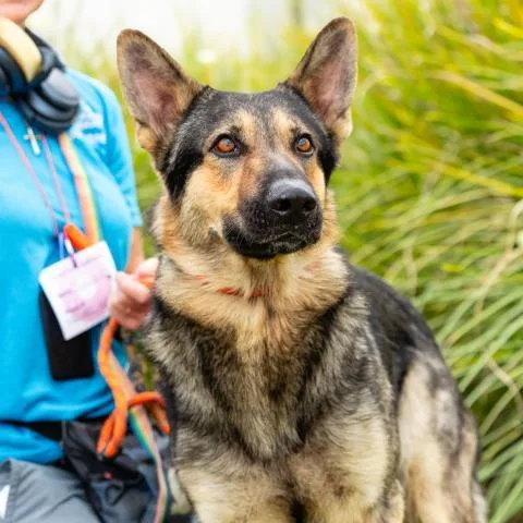 An adult large-sized male German Shepherd Dog dog named Rex for adoption in Camarillo, CA