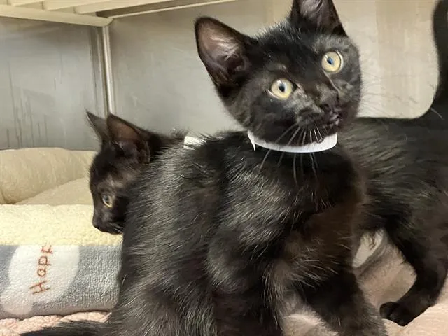 A baby small-sized female Domestic Short Hair cat named Jennifer for adoption in Tustin, CA