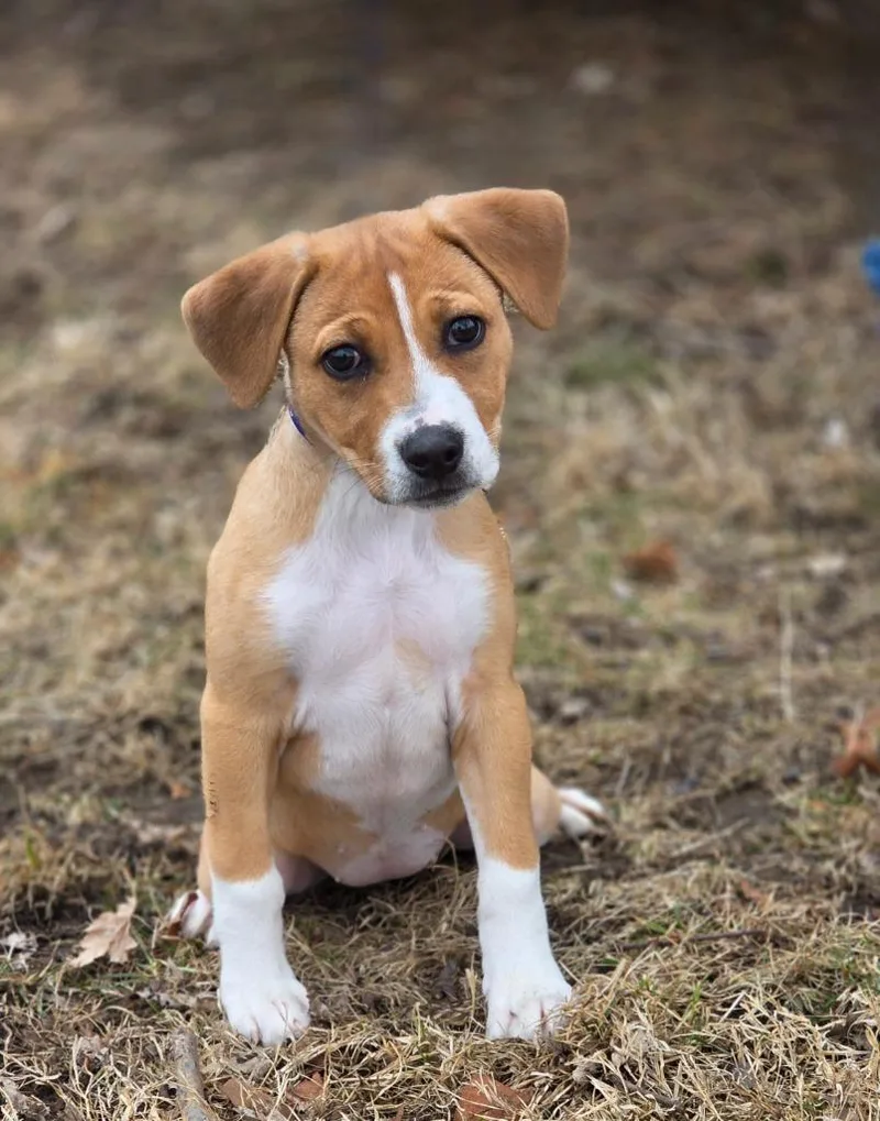 A baby small-sized female Beagle dog named Abigail for adoption in Huntington, IN