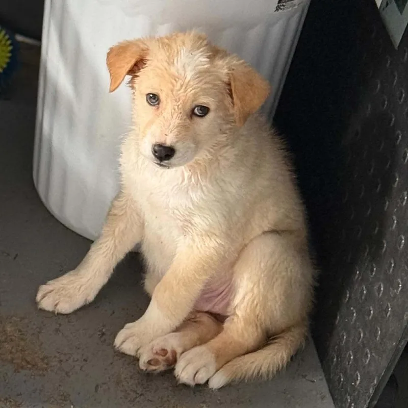 A baby small-sized male White / Cream Labrador Retriever dog named Ct Cameron Avail Jun for adoption in Stormville, NY