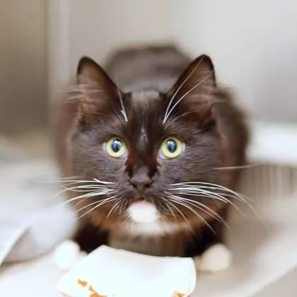 A baby small-sized female Black Domestic Medium Hair cat named Kerry for adoption in Atlanta, GA