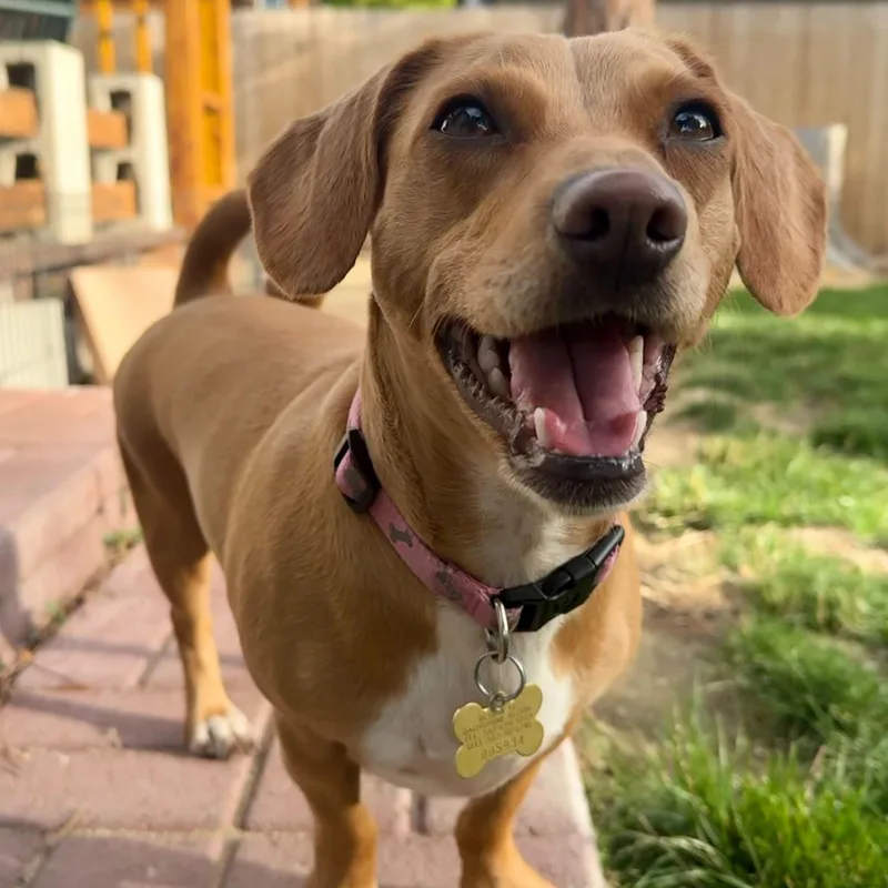 A young small-sized female Chihuahua dog named Krissy for adoption in Washoe Valley, NV