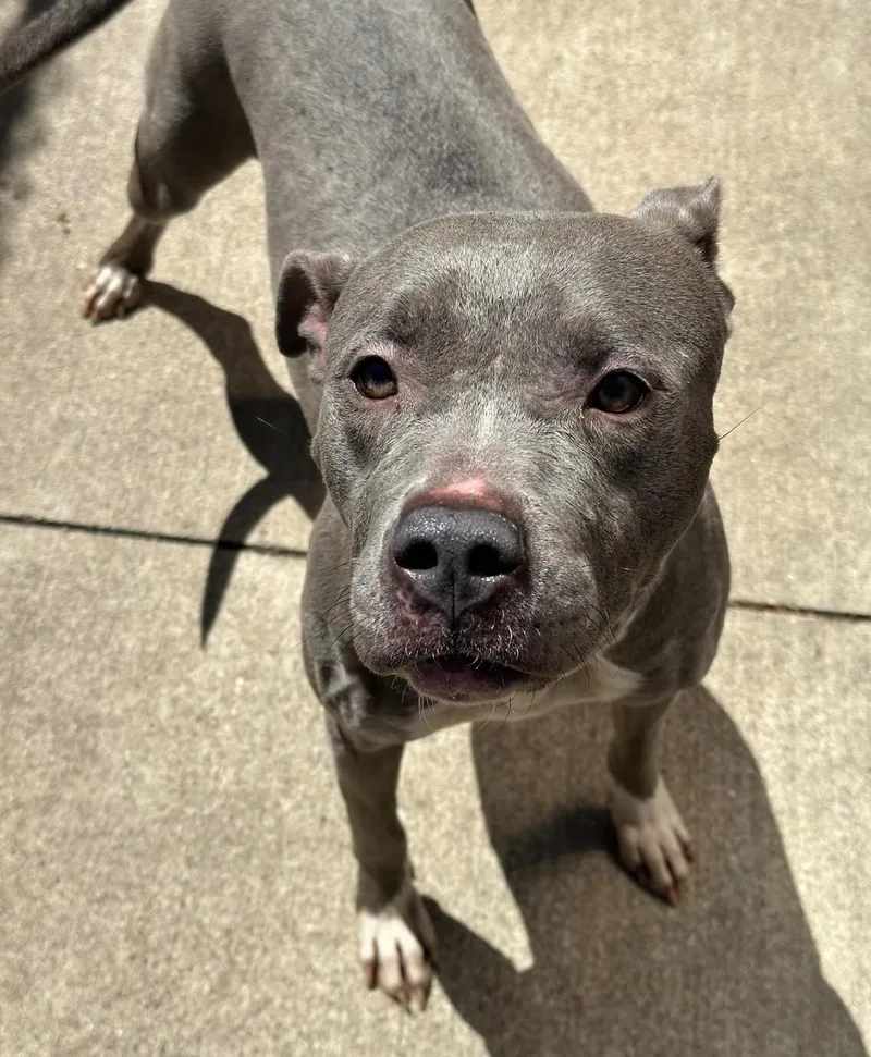 An adult medium-sized female Gray / Blue / Silver Pit Bull Terrier dog named Plume for adoption in Chicago, IL
