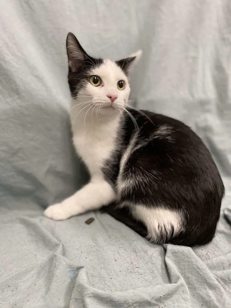 A young medium-sized male Black & White / Tuxedo Domestic Short Hair cat named Autry for adoption in Evansville, IN