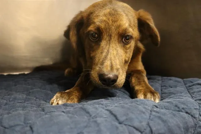 A baby small-sized male Mixed Breed dog named Thistle for adoption in Columbia, SC