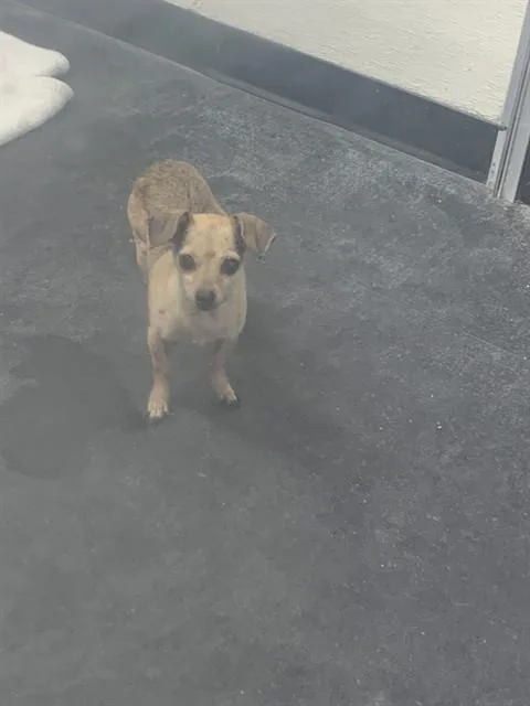 An adult small-sized female Chihuahua dog named Ballerini for adoption in Tucson, AZ