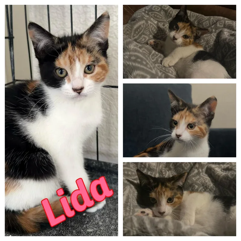 Lida thumbnail 2