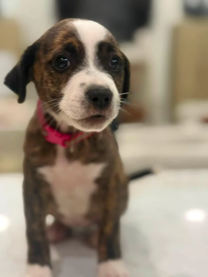 Charlie