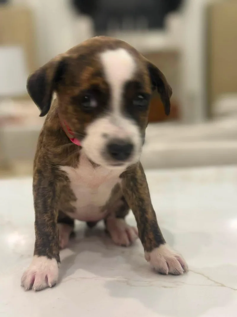 Charlie thumbnail 3