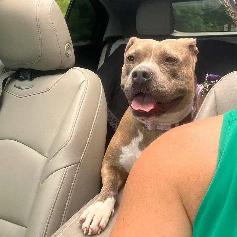 An adult medium-sized female Gray / Blue / Silver Pit Bull Terrier dog named Brooke for adoption in Kennebunk , ME