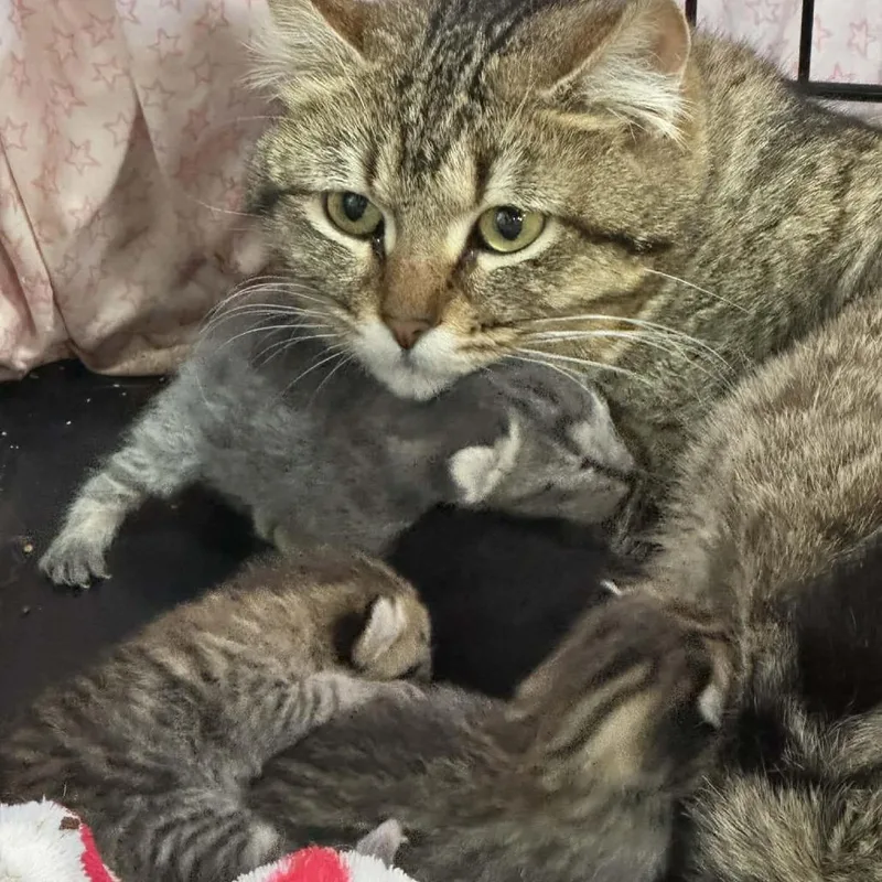 A young medium-sized female Gray / Blue / Silver Domestic Short Hair cat named Bailey for adoption in Ferndale, WA