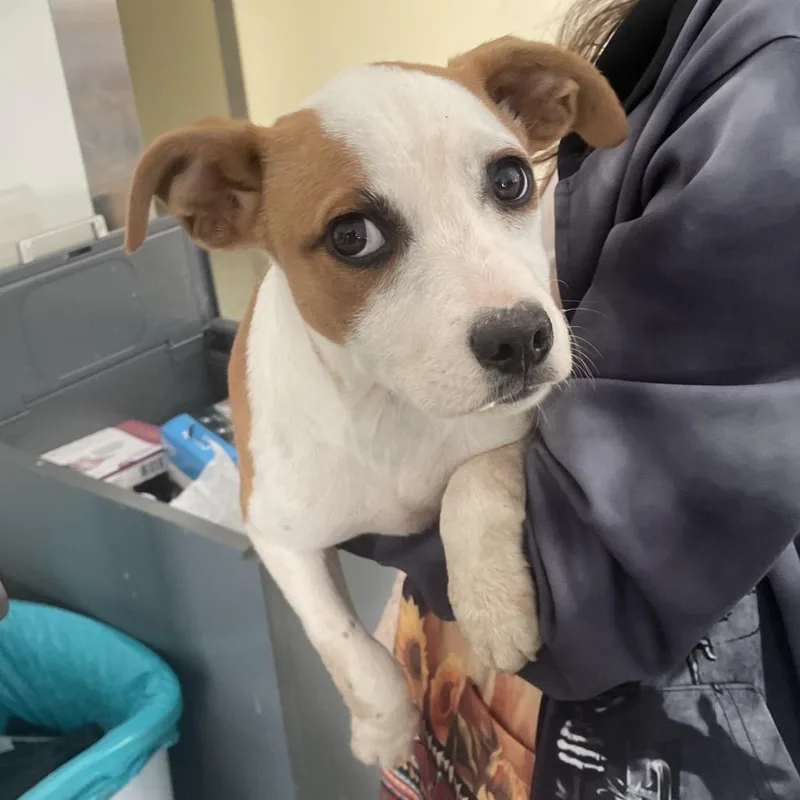 A baby medium-sized female White / Cream Terrier dog named Winifred Sanderson for adoption in Galax, VA