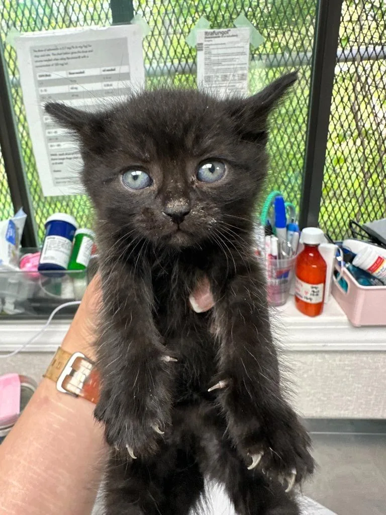 A baby medium-sized female Domestic Short Hair cat named Rosemary for adoption in Pomona, NY