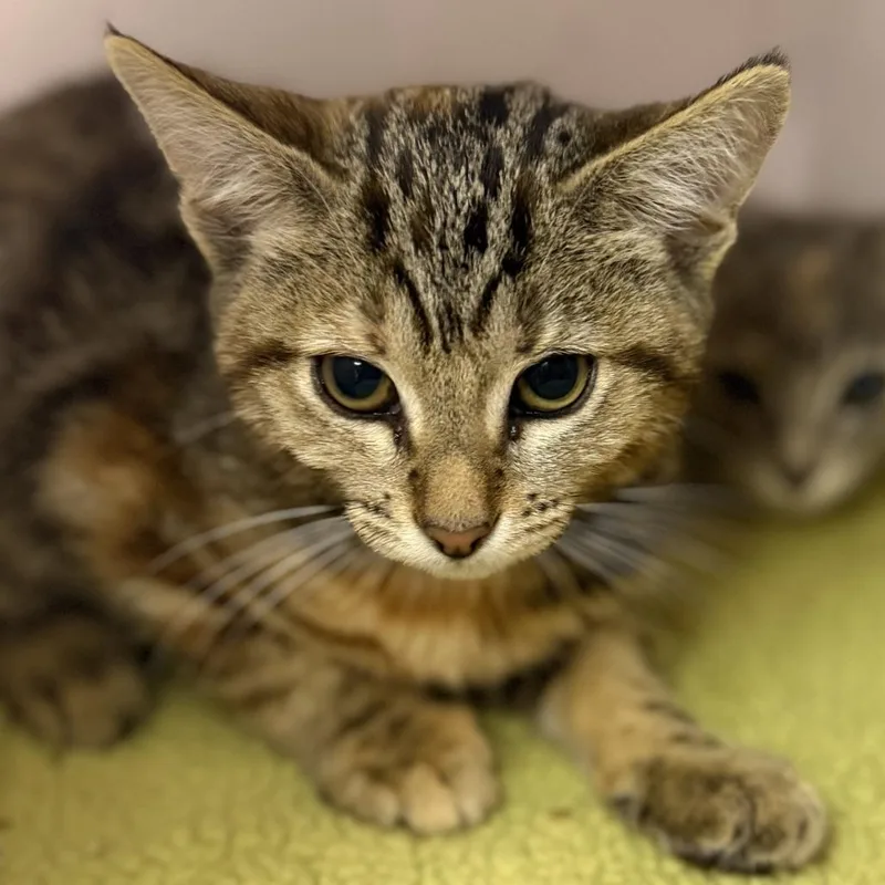 A baby small-sized female Domestic Short Hair cat named Nibbles Maplestick for adoption in Los Angeles, CA
