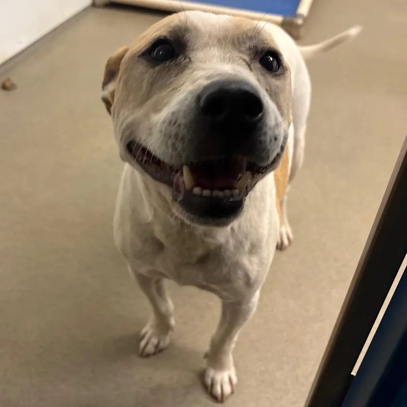 A senior medium-sized male White / Cream Mixed Breed dog named Boss for adoption in Rocky Mount, VA