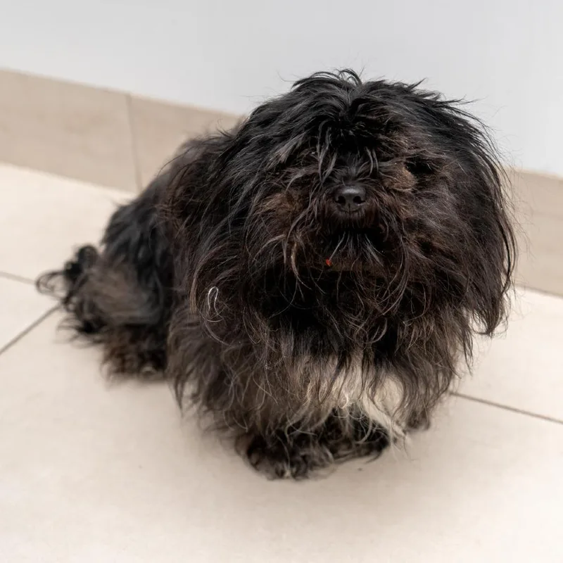 An adult small-sized female Black Shih Tzu dog named Valentine for adoption in New York, NY