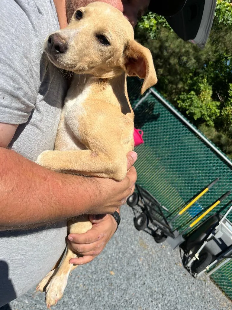 A baby medium-sized female Mixed Breed dog named Kara for adoption in Mount Gilead, NC