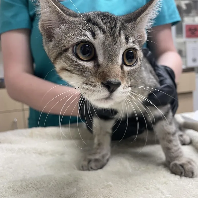 A baby small-sized male Brown / Chocolate Domestic Short Hair cat named Pepperoni for adoption in Lakeland, FL