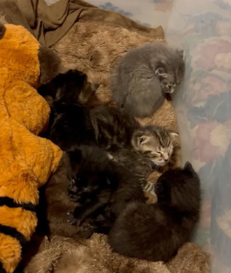 A baby small-sized male Tabby cat named Oliver for adoption in San Antonio, TX