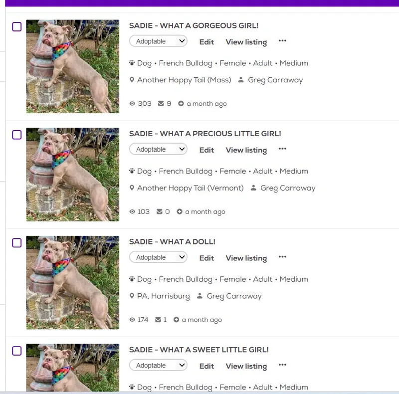 An adult medium-sized female Yellow / Tan / Blond / Fawn French Bulldog dog named Sadie for adoption in Cypress, TX