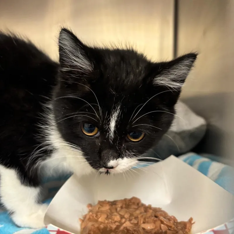 A baby small-sized female Black Domestic Short Hair cat named Sassafras for adoption in Birmingham, AL