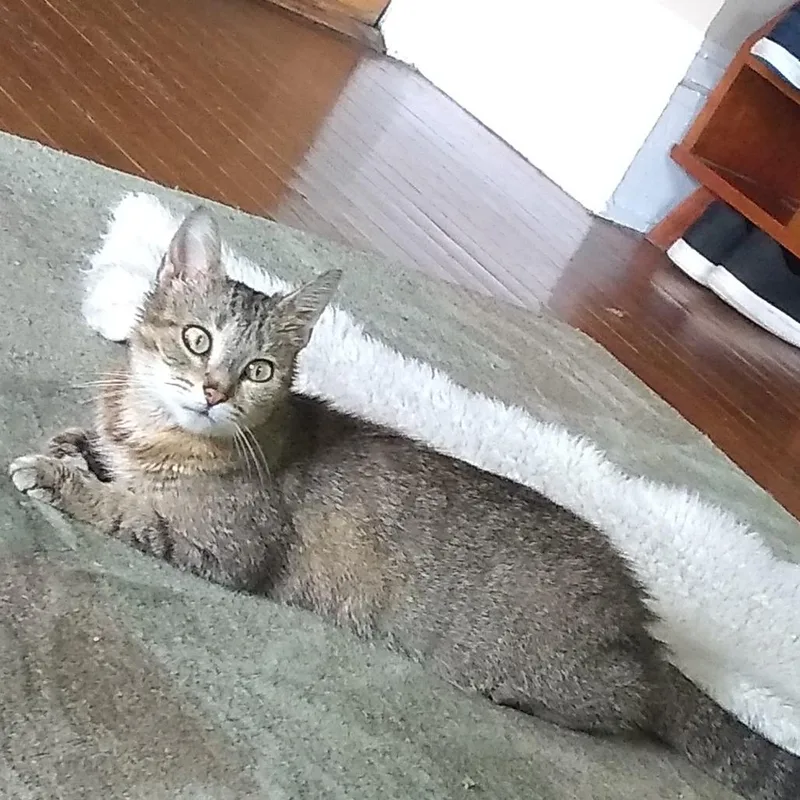 A young medium-sized female Tabby (Brown / Chocolate) Domestic Short Hair cat named Genevieve for adoption in Evanston, IL