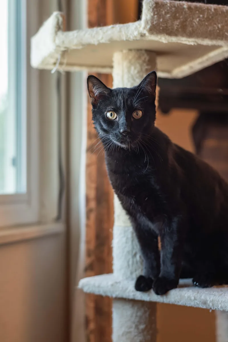 A baby medium-sized male Black Domestic Short Hair cat named Velour for adoption in Colorado Springs, CO