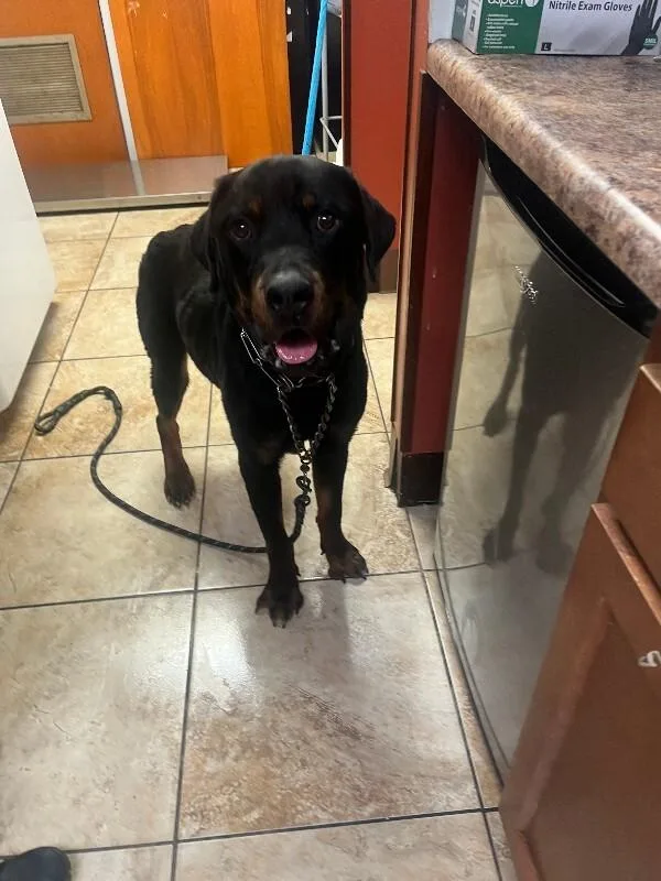 An adult large-sized male Black Mixed Breed dog named Jimmy Johns for adoption in Cincinnati, OH