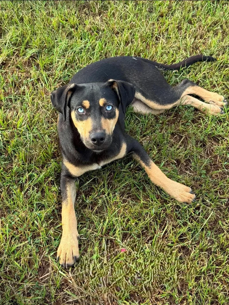 A baby medium-sized female Mixed Breed dog named Millie HERE IN NH for adoption in Northwood, NH
