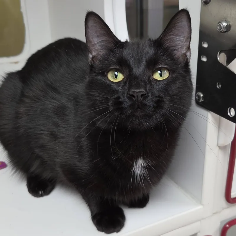 A young medium-sized female Black Domestic Short Hair cat named Alecto for adoption in Marshfield, WI