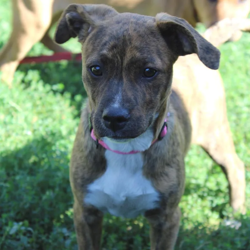 A baby small-sized female Terrier dog named Tide for adoption in Minneapolis, MN