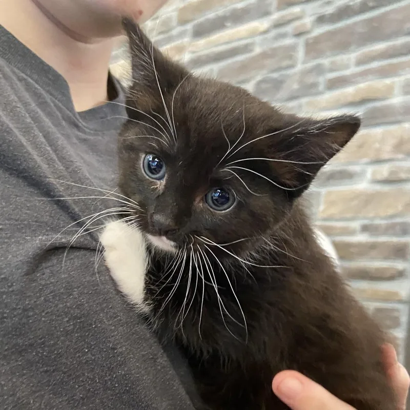 A baby small-sized female Black Domestic Short Hair cat named Frog Knowledge for adoption in Washington Township, OH
