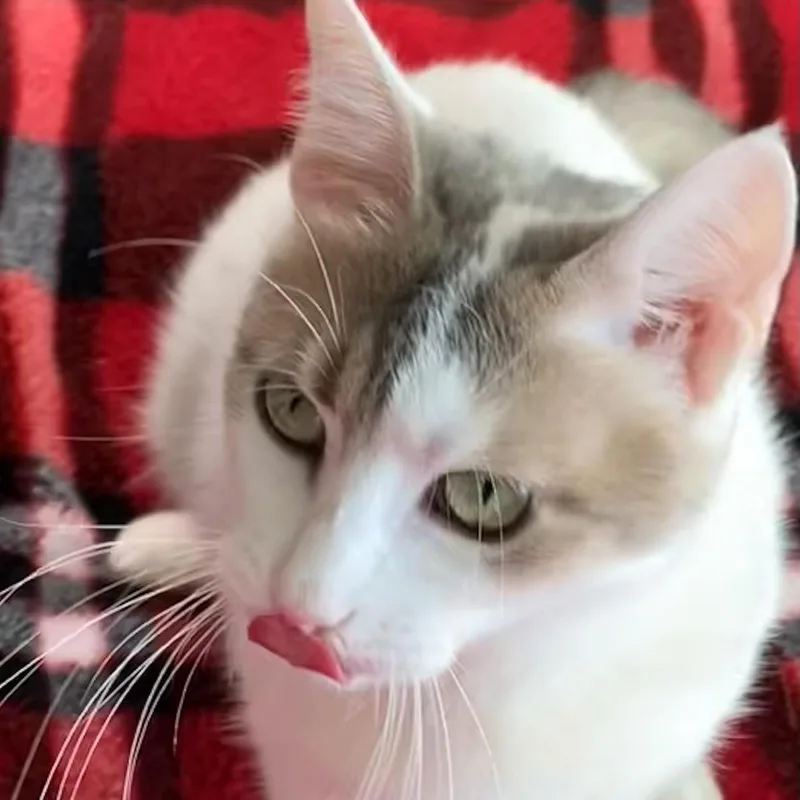 A young medium-sized female White Domestic Short Hair cat named Marney for adoption in Liverpool, TX