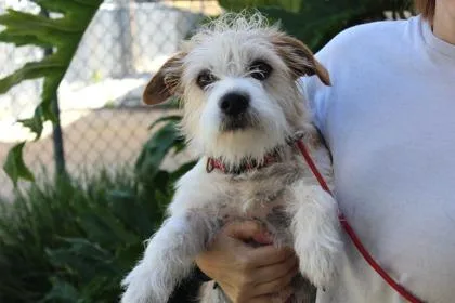 An adult medium-sized female Terrier dog named Jamie Marie for adoption in Brunswick, GA