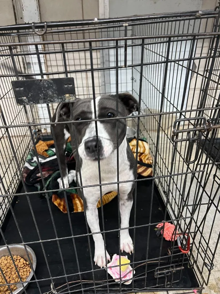 An adult medium-sized female Pit Bull Terrier dog named Blue for adoption in Brownwood, TX