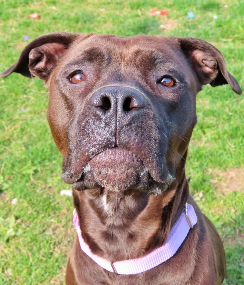 An adult medium-sized female Brown / Chocolate Boxer dog named Pancake for adoption in Amityville, NY