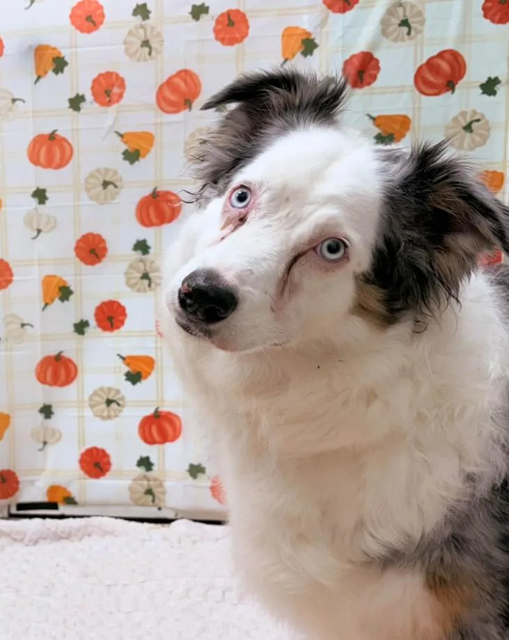 An adult large-sized female Australian Shepherd dog named Blaze for adoption in Martinsville, VA