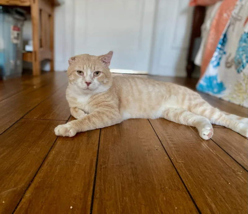 An adult medium-sized male Buff & White Domestic Short Hair cat named Cauliflower for adoption in Bethlehem, PA