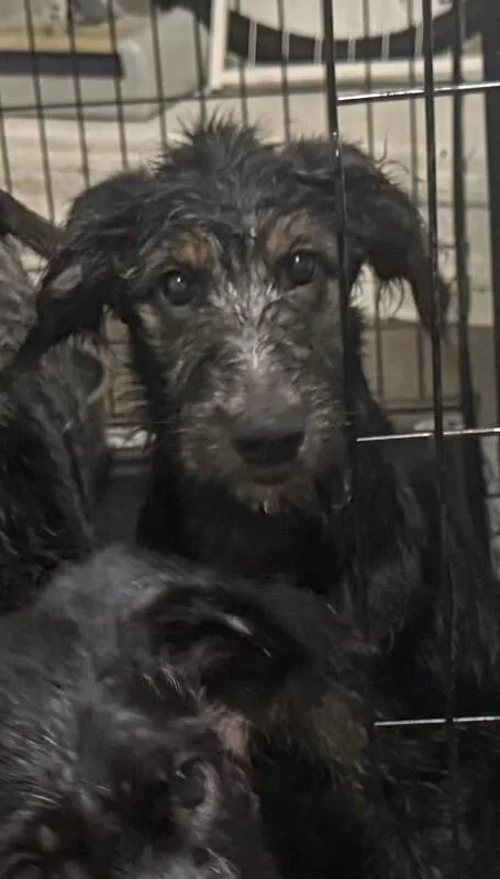 A baby large-sized female Black German Shepherd Dog dog named Galadriel for adoption in Van Nuys, CA