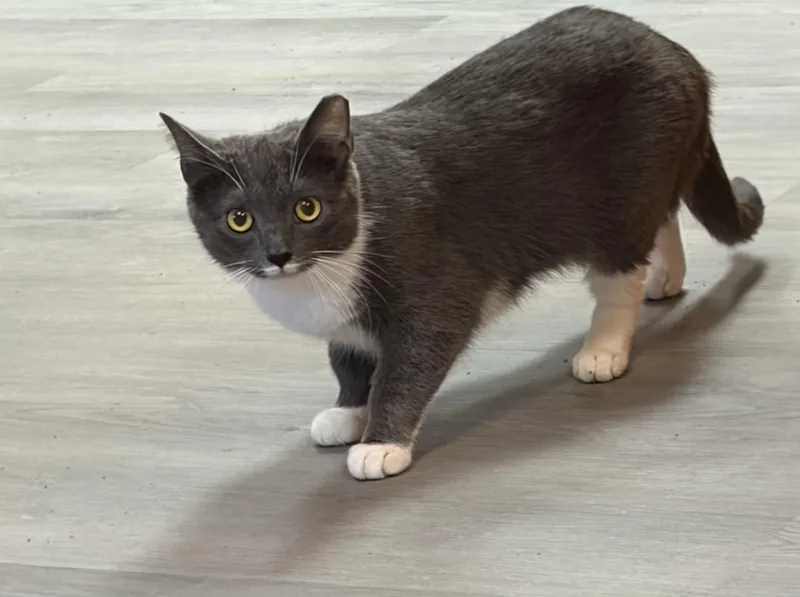A young medium-sized female Gray / Blue / Silver Domestic Short Hair cat named Sugar for adoption in Muncie, IN
