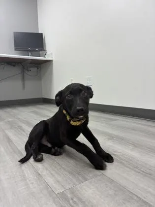 A baby small-sized male Mixed Breed dog named Baja Blast for adoption in Bloomsburg, PA