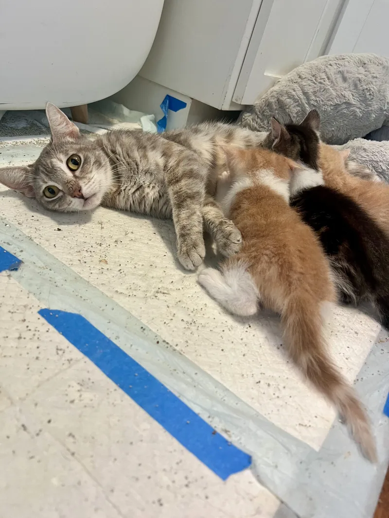 An adult medium-sized female Tabby (Buff / Tan / Fawn) Domestic Short Hair cat named Professor McGonagall for adoption in San Diego, CA