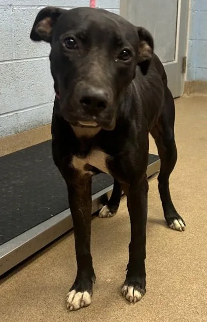 A young medium-sized female Mixed Breed dog named Twilight Sparkle for adoption in Chamblee, GA