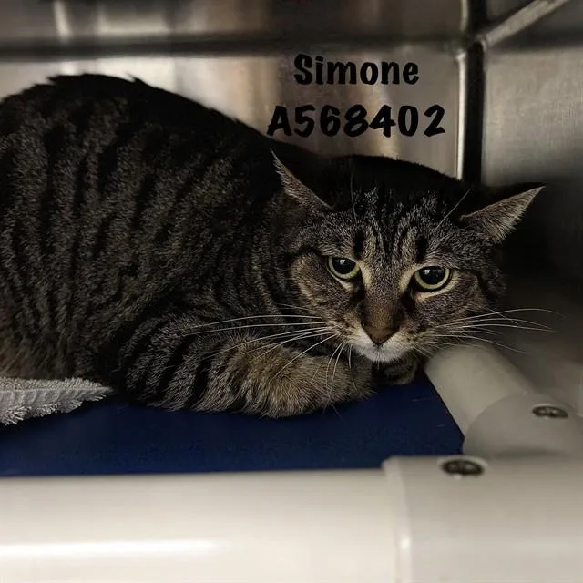 An adult medium-sized female Domestic Short Hair cat named Simone for adoption in Huntsville, AL