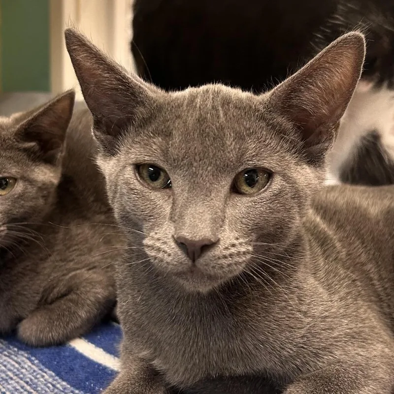 A baby small-sized male Gray / Blue / Silver Domestic Short Hair cat named Soup II for adoption in Fresno, CA