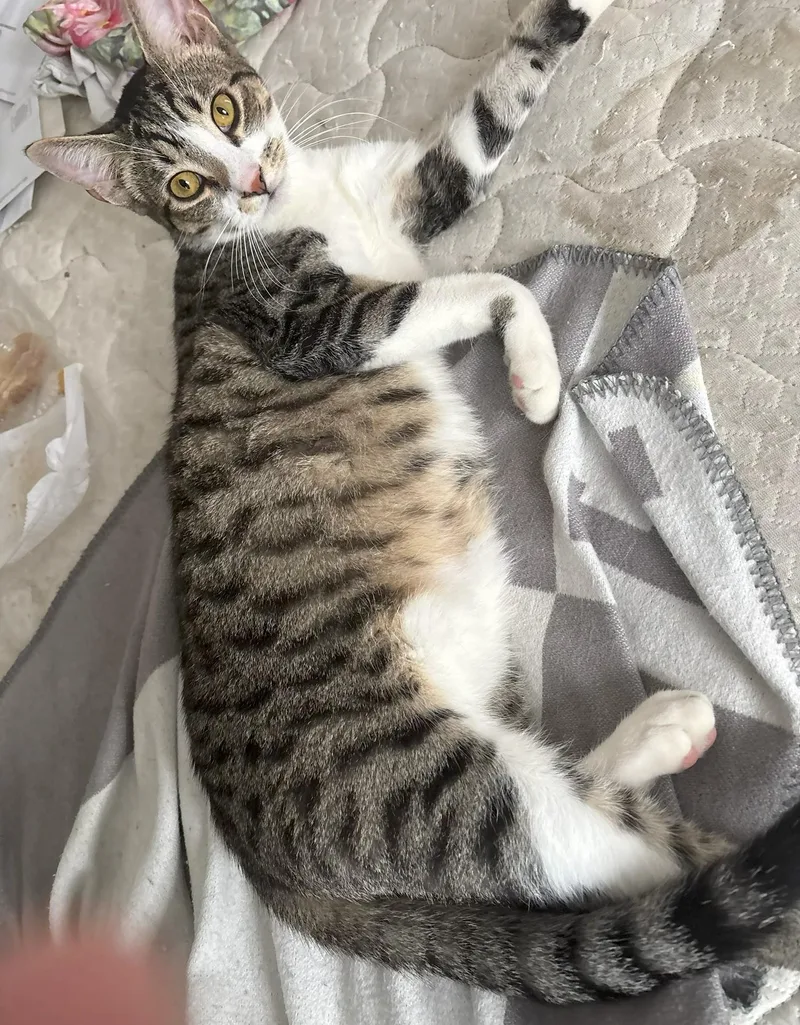 A baby medium-sized male Tabby (Gray / Blue / Silver) Domestic Short Hair cat named Jack for adoption in Mission Viejo, CA