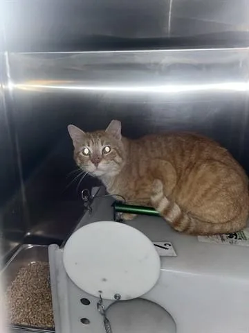 An adult large-sized male Domestic Short Hair cat named Munch for adoption in Garland, TX