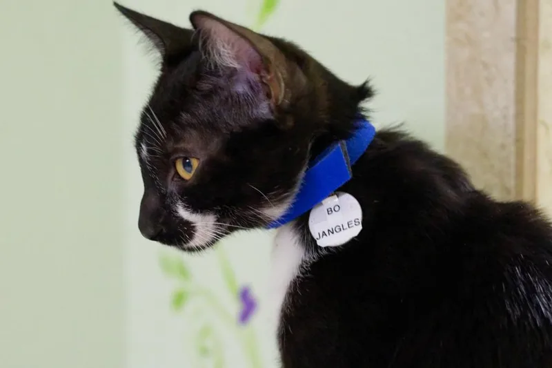 A baby medium-sized male Domestic Short Hair cat named Bojangles for adoption in Hot Springs, AR