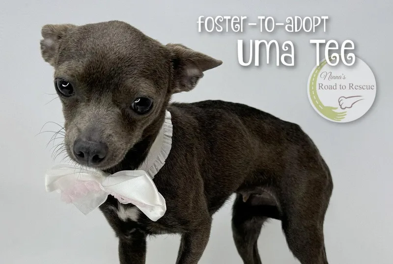 Uma Tee thumbnail 2